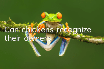 Can chickens recognize their owners?