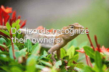 Do lizards recognize their owners?
