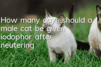 How many days should a male cat be given iodophor after neutering?