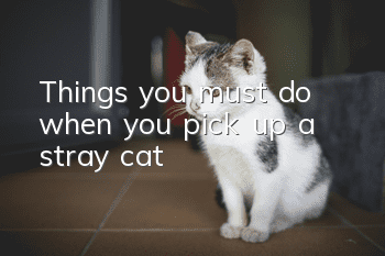 Things you must do when you pick up a stray cat