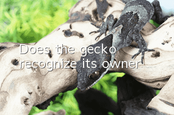 Does the gecko recognize its owner?