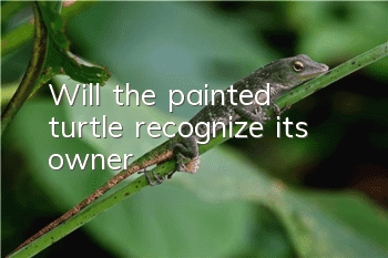 Will the painted turtle recognize its owner?