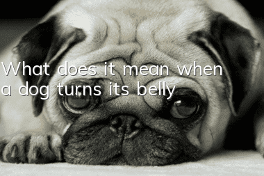 What does it mean when a dog turns its belly?