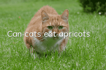 Can cats eat apricots?