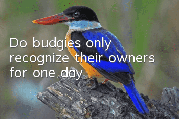 Do budgies only recognize their owners for one day?