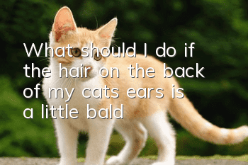 What should I do if the hair on the back of my cat’s ears is a little bald?