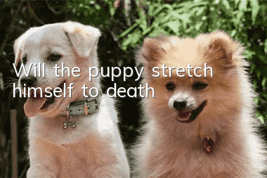 Will the puppy stretch himself to death?