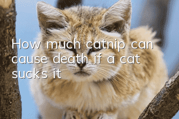 How much catnip can cause death if a cat sucks it?
