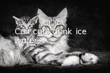 Can cats drink ice water?