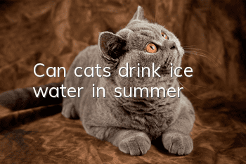 Can cats drink ice water in summer?