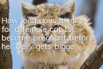 How long does it take for a female cat to become pregnant before her belly gets bigger?
