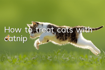 How to treat cats with catnip