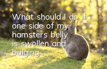 What should I do if one side of my hamster's belly is swollen and bulging?