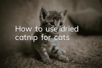 How to use dried catnip for cats