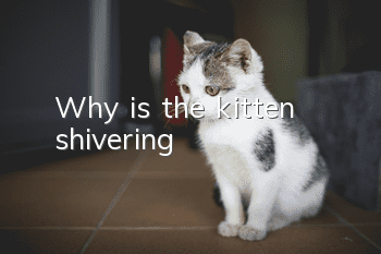 Why is the kitten shivering?