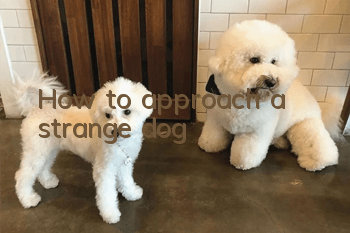 How to approach a strange dog