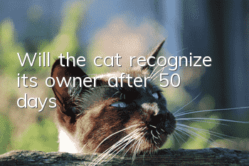Will the cat recognize its owner after 50 days?