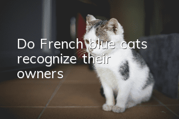 Do French blue cats recognize their owners?