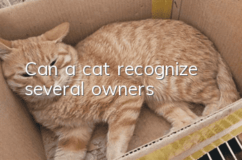 Can a cat recognize several owners?