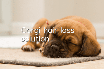 Corgi hair loss solution