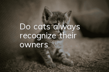 Do cats always recognize their owners?