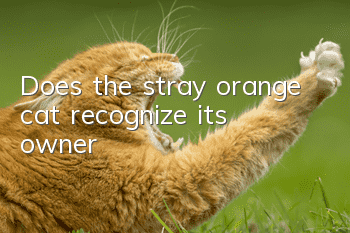 Does the stray orange cat recognize its owner?