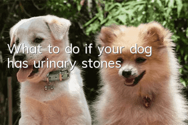 What to do if your dog has urinary stones