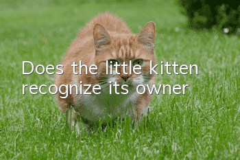 Does the little kitten recognize its owner?