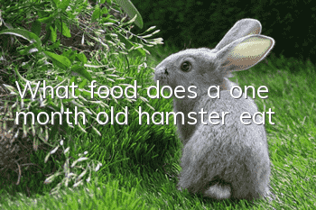 What food does a one month old hamster eat?
