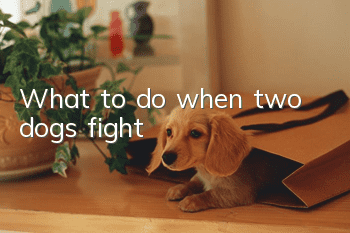 What to do when two dogs fight