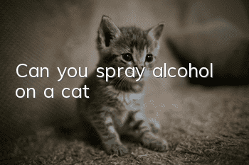 Can you spray alcohol on a cat?