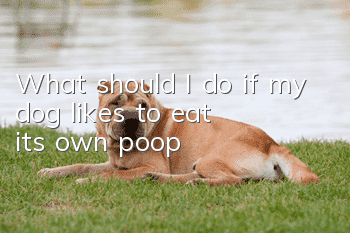 What should I do if my dog likes to eat its own poop?