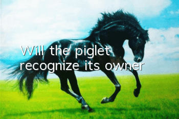 Will the piglet recognize its owner?