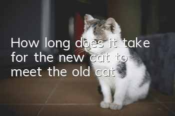 How long does it take for the new cat to meet the old cat?