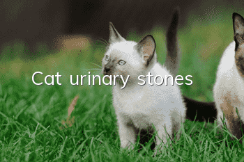 Cat urinary stones