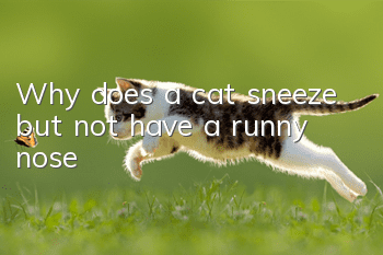 Why does a cat sneeze but not have a runny nose?