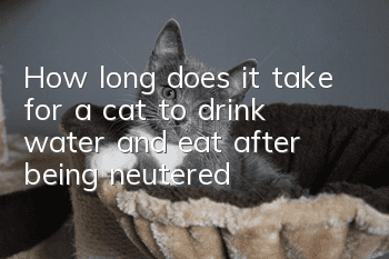 How long does it take for a cat to drink water and eat after being neutered?