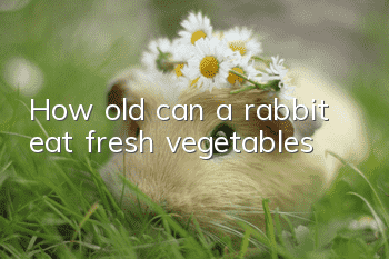 How old can a rabbit eat fresh vegetables?