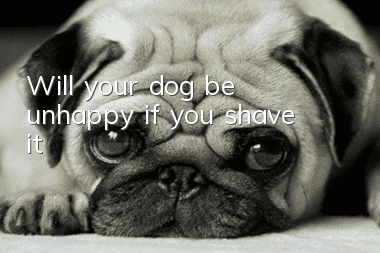 Will your dog be unhappy if you shave it?