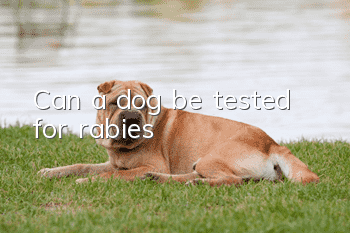Can a dog be tested for rabies?