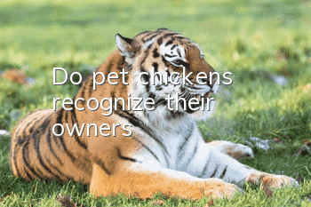 Do pet chickens recognize their owners?
