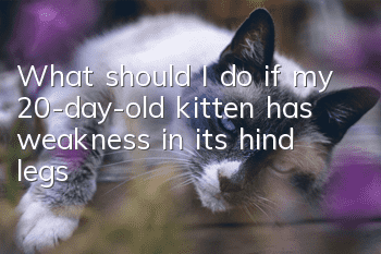 What should I do if my 20-day-old kitten has weakness in its hind legs?