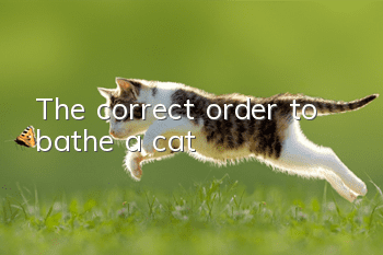 The correct order to bathe a cat