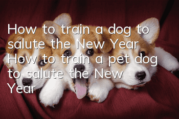 How to train a dog to salute the New Year? How to train a pet dog to salute the New Year!