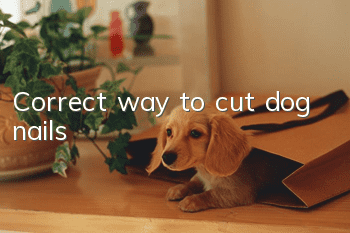 Correct way to cut dog nails