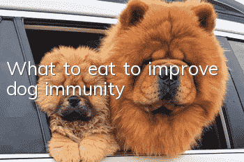 What to eat to improve dog immunity