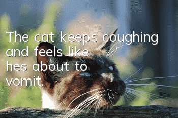 The cat keeps coughing and feels like he's about to vomit.