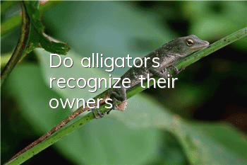 Do alligators recognize their owners?