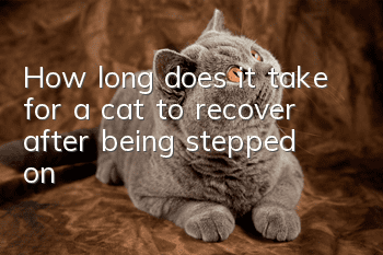 How long does it take for a cat to recover after being stepped on?
