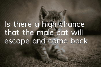 Is there a high chance that the male cat will escape and come back?